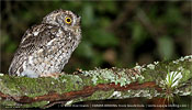 gray morph Whiskered Screech-Owl