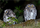 pair of Whiskered Screech-Owl