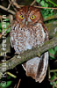 rufous morph Whiskered Screech-Owl