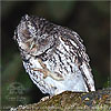 Whiskered Screech-Owl