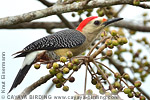 Golden-fronted Woodpecker