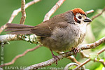 White-faced Ground-Sparrow