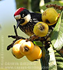 Acorn Woodpecker