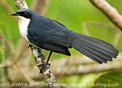 Blue-and-white Mockingbird