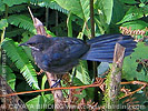 Blue-and-white Mockingbird