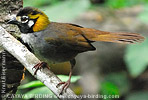 White-eared Ground-Sparrow