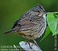 Lincoln's Sparrow