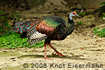 Ocellated Turkey