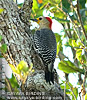 Yucatan Woodpecker