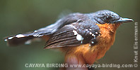 Dot-winged Antwren