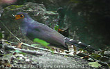 Barred Forest-Falcon