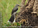 Tropical Mockingbird