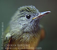 Ochre-bellied Flycatcher