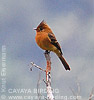 Tufted Flycatcher