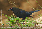 Bronzed Cowbird