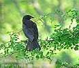 Shiny Cowbird