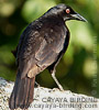 Giant Cowbird