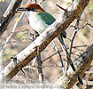 Russet-crowned Motmot