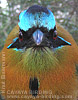 Blue-crowned Motmot