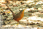 Lesser Ground-Cuckoo