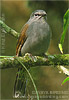 Brown-backed Solitaire