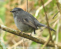 Slate-colored Solitaire 