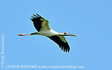 Wood Stork