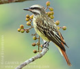 Sulphur-bellied Flycatcher