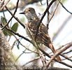 Nutting's Flycatcher