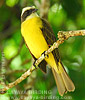 Social Flycatcher