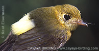 Sulphur-rumped Flycatcher