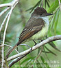 Dusky-capped Flycatcher