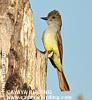 Brown-crested Flycatcher