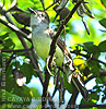 Yucatan Flycatcher