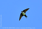 Black-capped Swallow