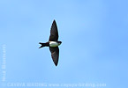 Black-capped Swallow