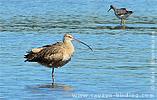 Long-billed Curlew