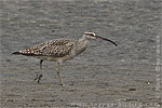 Whimbrel