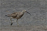 Whimbrel