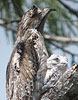 Northern Potoo with chick