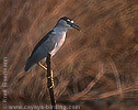 Black-crowned Night-Heron