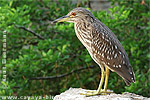 juvenile Black-crowned Night-Heron