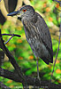 Yellow-crowned Night-Heron