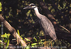 Yellow-crowned Night-Heron