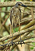 Yellow-crowned Night-Heron