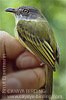 Northern Bentbill