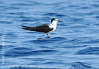 Bridled Tern