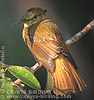 Northern Royal Flycatcher