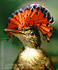 Northern Royal Flycatcher