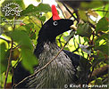 Horned Guan